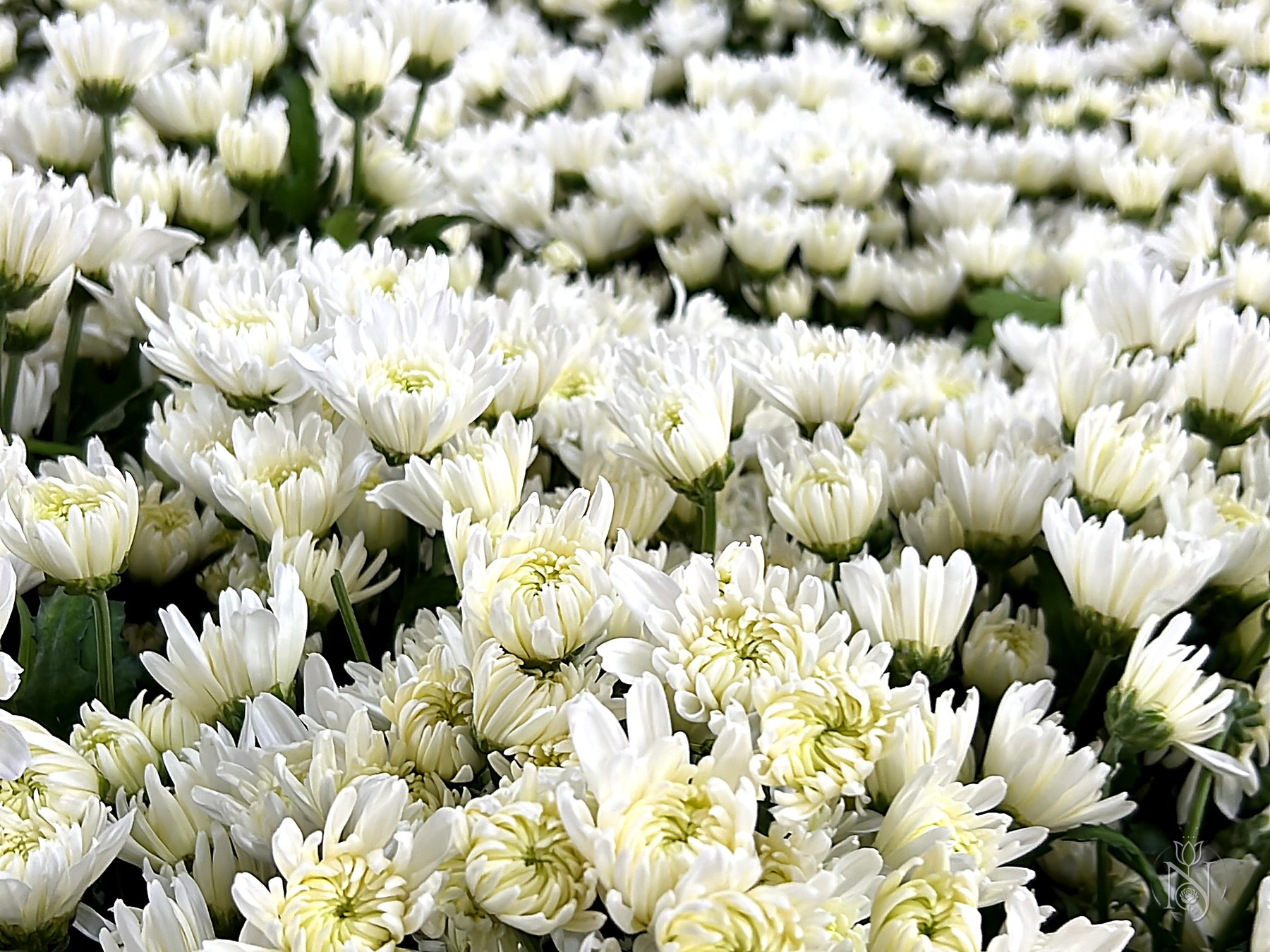 حقول الأقحوان في مزرعة كينية